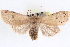  ( - CNCLEP00084096)  @14 [ ] CreativeCommons - Attribution (2014) CBG Photography Group Centre for Biodiversity Genomics