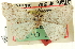  ( - CNCLEP00108483)  @11 [ ] CreativeCommons - Attribution (2014) CBG Photography Group Centre for Biodiversity Genomics