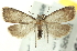  ( - CNCLEP00108493)  @14 [ ] CreativeCommons - Attribution (2014) CBG Photography Group Centre for Biodiversity Genomics