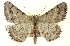  ( - CNCLEP00108506)  @14 [ ] CreativeCommons - Attribution (2014) CBG Photography Group Centre for Biodiversity Genomics