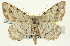  ( - CNCLEP00108507)  @15 [ ] CreativeCommons - Attribution (2014) CBG Photography Group Centre for Biodiversity Genomics