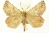  (Euchlaena mollisaria - CNCLEP00108512)  @15 [ ] CreativeCommons - Attribution (2014) CBG Photography Group Centre for Biodiversity Genomics