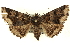  ( - CNCLEP00108517)  @14 [ ] CreativeCommons - Attribution (2014) CBG Photography Group Centre for Biodiversity Genomics