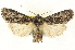  (Lithophane jefferyi - CNCLEP00108570)  @15 [ ] CreativeCommons - Attribution (2014) CBG Photography Group Centre for Biodiversity Genomics