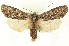  (Lithophane ponderosa - CNCLEP00108571)  @15 [ ] CreativeCommons - Attribution (2014) CBG Photography Group Centre for Biodiversity Genomics