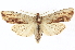  ( - CNCLEP00108573)  @13 [ ] CreativeCommons - Attribution (2014) CBG Photography Group Centre for Biodiversity Genomics
