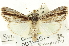  (Sympistis atricollaris - CNCLEP00108578)  @15 [ ] CreativeCommons - Attribution (2014) CBG Photography Group Centre for Biodiversity Genomics