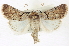  (Sympistis bakeri - CNCLEP00108581)  @14 [ ] CreativeCommons - Attribution (2014) CBG Photography Group Centre for Biodiversity Genomics