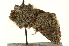  ( - CNCLEP00108582)  @12 [ ] CreativeCommons - Attribution (2014) CBG Photography Group Centre for Biodiversity Genomics