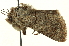  (Sympistis behrensi - CNCLEP00108583)  @12 [ ] CreativeCommons - Attribution (2014) CBG Photography Group Centre for Biodiversity Genomics