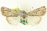  ( - CNCLEP00108584)  @12 [ ] CreativeCommons - Attribution (2014) CBG Photography Group Centre for Biodiversity Genomics