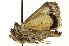  (Sympistis dayi - CNCLEP00108587)  @12 [ ] CreativeCommons - Attribution (2014) CBG Photography Group Centre for Biodiversity Genomics