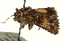  ( - CNCLEP00108588)  @12 [ ] CreativeCommons - Attribution (2014) CBG Photography Group Centre for Biodiversity Genomics