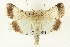  (Sympistis deceptiva - CNCLEP00108589)  @14 [ ] CreativeCommons - Attribution (2014) CBG Photography Group Centre for Biodiversity Genomics