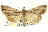  (Sympistis extranea - CNCLEP00108590)  @15 [ ] CreativeCommons - Attribution (2014) CBG Photography Group Centre for Biodiversity Genomics