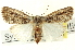  (Sympistis griseicollis - CNCLEP00108591)  @14 [ ] CreativeCommons - Attribution (2014) CBG Photography Group Centre for Biodiversity Genomics