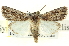  ( - CNCLEP00108592)  @13 [ ] CreativeCommons - Attribution (2014) CBG Photography Group Centre for Biodiversity Genomics