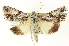  (Sympistis sagittata - CNCLEP00108596)  @14 [ ] CreativeCommons - Attribution (2014) CBG Photography Group Centre for Biodiversity Genomics