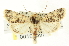  ( - CNCLEP00108597)  @13 [ ] CreativeCommons - Attribution (2014) CBG Photography Group Centre for Biodiversity Genomics