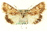  (Sympistis isis - CNCLEP00108601)  @13 [ ] CreativeCommons - Attribution (2014) CBG Photography Group Centre for Biodiversity Genomics