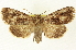  (Sympistis infixa - CNCLEP00108602)  @15 [ ] CreativeCommons - Attribution (2014) CBG Photography Group Centre for Biodiversity Genomics