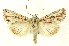  (Sympistis kelsoensis - CNCLEP00108604)  @15 [ ] CreativeCommons - Attribution (2014) CBG Photography Group Centre for Biodiversity Genomics