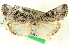  (Sympistis min - CNCLEP00108606)  @13 [ ] CreativeCommons - Attribution (2014) CBG Photography Group Centre for Biodiversity Genomics