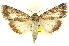  (Sympistis sobek - CNCLEP00108608)  @15 [ ] CreativeCommons - Attribution (2014) CBG Photography Group Centre for Biodiversity Genomics