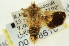  ( - CNCLEP00108610)  @12 [ ] CreativeCommons - Attribution (2014) CBG Photography Group Centre for Biodiversity Genomics