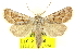  (Agrotis longicornis - CNCLEP00108616)  @15 [ ] CreativeCommons - Attribution (2014) CBG Photography Group Centre for Biodiversity Genomics