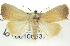  (Bagisara oula - CNCLEP00108637)  @15 [ ] CreativeCommons - Attribution (2014) CBG Photography Group Centre for Biodiversity Genomics