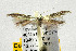  (Coleophora lixella group - CNCLEP00111713)  @12 [ ] CreativeCommons - Attribution Non-Commercial Share-Alike (2014) Giorgio Baldizzone Research Collection of Giorgio Baldizzone