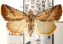  ( - CNCLEP00111734)  @15 [ ] CreativeCommons - Attribution (2014) CBG Photography Group Centre for Biodiversity Genomics