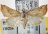  ( - CNCLEP00111735)  @14 [ ] CreativeCommons - Attribution (2014) CBG Photography Group Centre for Biodiversity Genomics