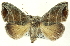  (Bagisara gulnare - CNCLEP00113206)  @15 [ ] CreativeCommons - Attribution (2014) CBG Photography Group Centre for Biodiversity Genomics