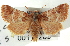 (Nacopa - CNCLEP00113209)  @15 [ ] CreativeCommons - Attribution (2014) CBG Photography Group Centre for Biodiversity Genomics