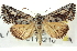  (Airamia - CNCLEP00113210)  @15 [ ] CreativeCommons - Attribution (2014) CBG Photography Group Centre for Biodiversity Genomics