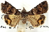 (Bulia schausi - CNCLEP00113211)  @13 [ ] CreativeCommons - Attribution (2014) CBG Photography Group Centre for Biodiversity Genomics