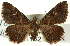  ( - CNCLEP00113213)  @14 [ ] CreativeCommons - Attribution (2014) CBG Photography Group Centre for Biodiversity Genomics