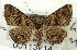  (Toxonprucha excavata - CNCLEP00113214)  @15 [ ] CreativeCommons - Attribution (2014) CBG Photography Group Centre for Biodiversity Genomics