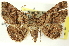  (Toxonprucha - CNCLEP00113218)  @15 [ ] CreativeCommons - Attribution (2014) CBG Photography Group Centre for Biodiversity Genomics