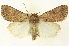  (Protoperigea parvulata - CNCLEP00113237)  @15 [ ] CreativeCommons - Attribution (2014) CBG Photography Group Centre for Biodiversity Genomics