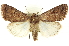  ( - CNCLEP00113239)  @15 [ ] CreativeCommons - Attribution (2014) CBG Photography Group Centre for Biodiversity Genomics
