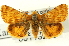  ( - CNCLEP00113265)  @14 [ ] CreativeCommons - Attribution (2014) CBG Photography Group Centre for Biodiversity Genomics
