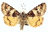  ( - CNCLEP00113284)  @14 [ ] CreativeCommons - Attribution (2014) CBG Photography Group Centre for Biodiversity Genomics