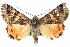 ( - CNCLEP00113285)  @14 [ ] CreativeCommons - Attribution (2014) CBG Photography Group Centre for Biodiversity Genomics