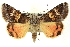  ( - CNCLEP00113286)  @14 [ ] CreativeCommons - Attribution (2014) CBG Photography Group Centre for Biodiversity Genomics