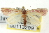  ( - CNCLEP00113299)  @11 [ ] CreativeCommons - Attribution (2014) CBG Photography Group Centre for Biodiversity Genomics