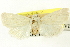  ( - CNCLEP00113303)  @11 [ ] CreativeCommons - Attribution (2014) CBG Photography Group Centre for Biodiversity Genomics