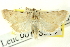  ( - CNCLEP00113304)  @11 [ ] CreativeCommons - Attribution (2014) CBG Photography Group Centre for Biodiversity Genomics